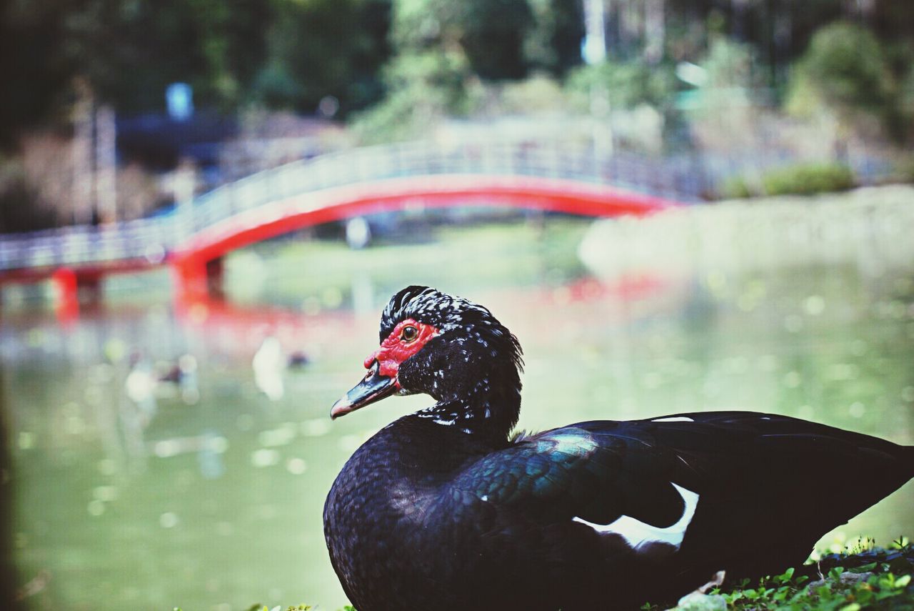 Muscovy duck against pond at park