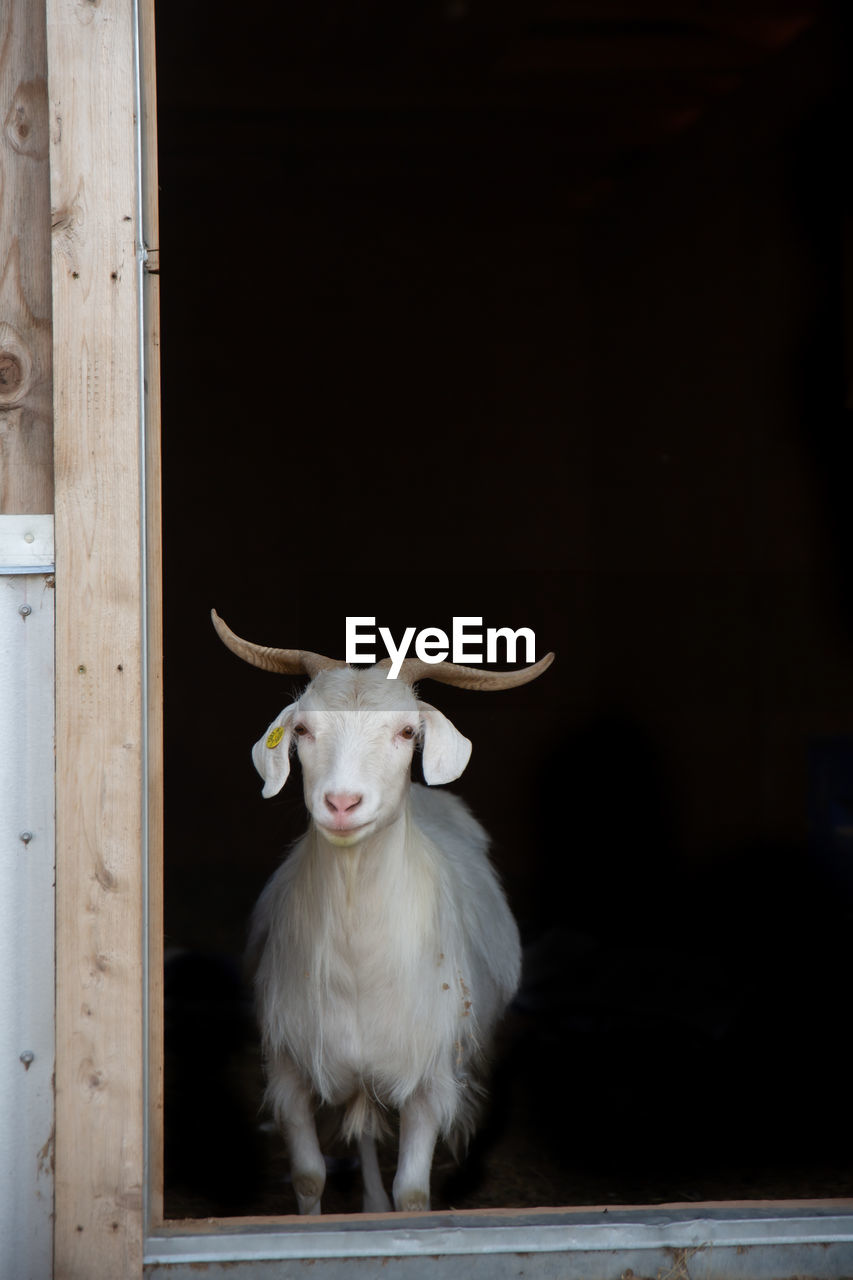 Goat looking outside the door with black background
