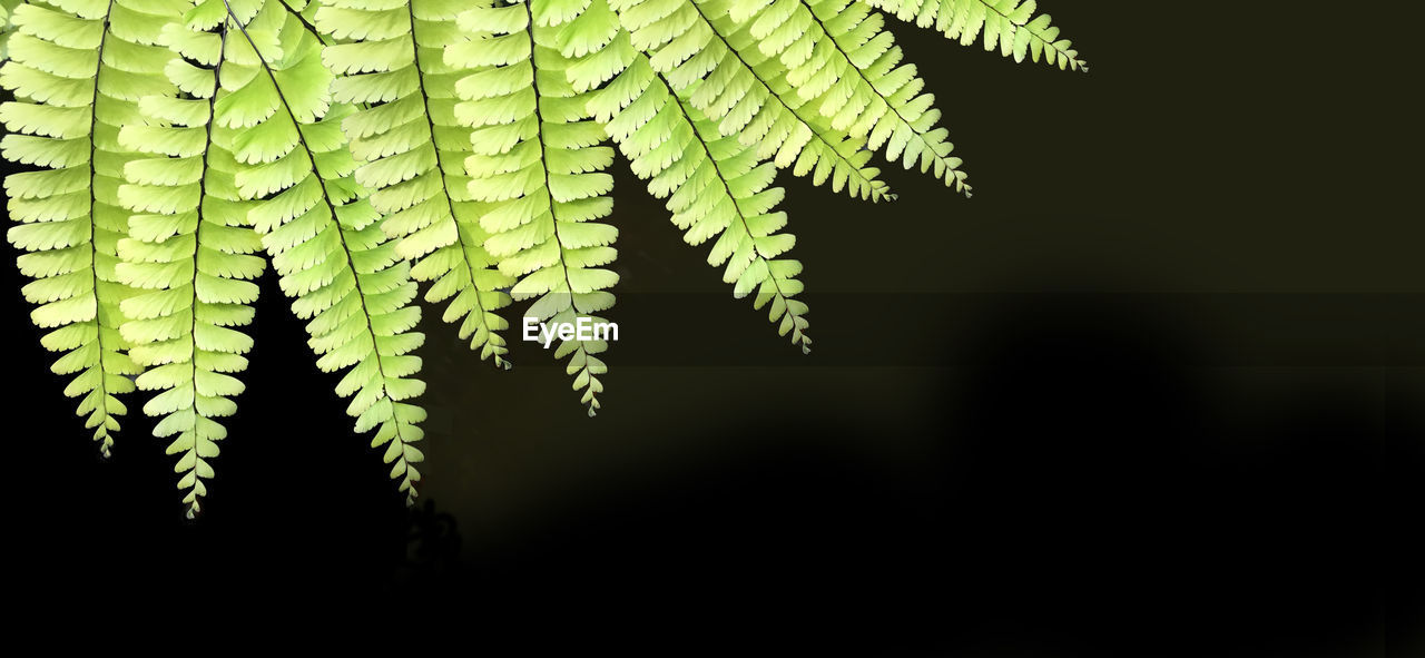 CLOSE-UP OF FERN LEAVES