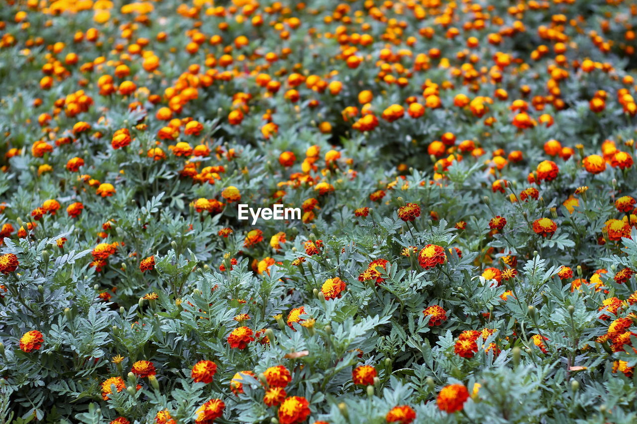 Close-up of orange flowering plants on field