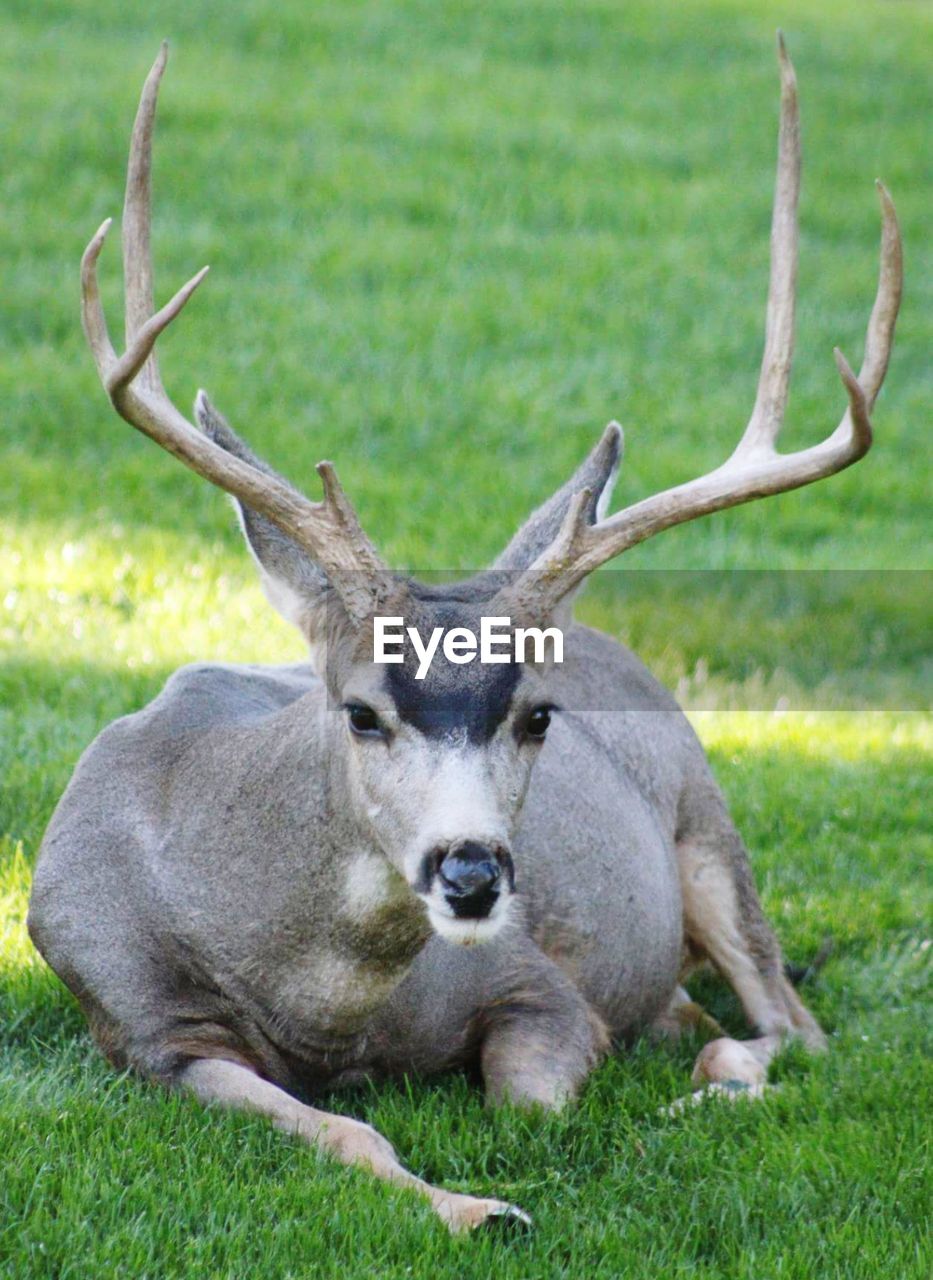 CLOSE-UP PORTRAIT OF DEER ON FIELD