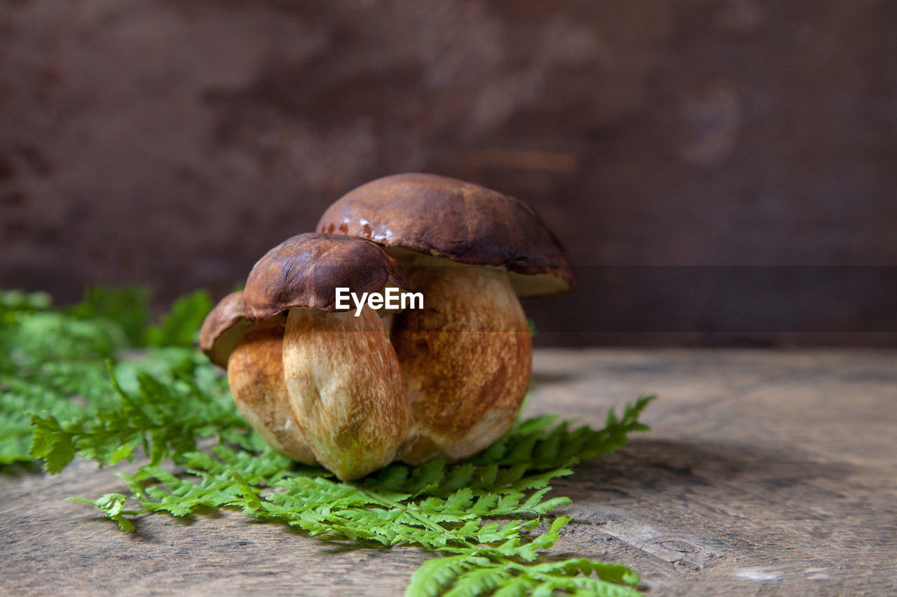 close-up of mushroom