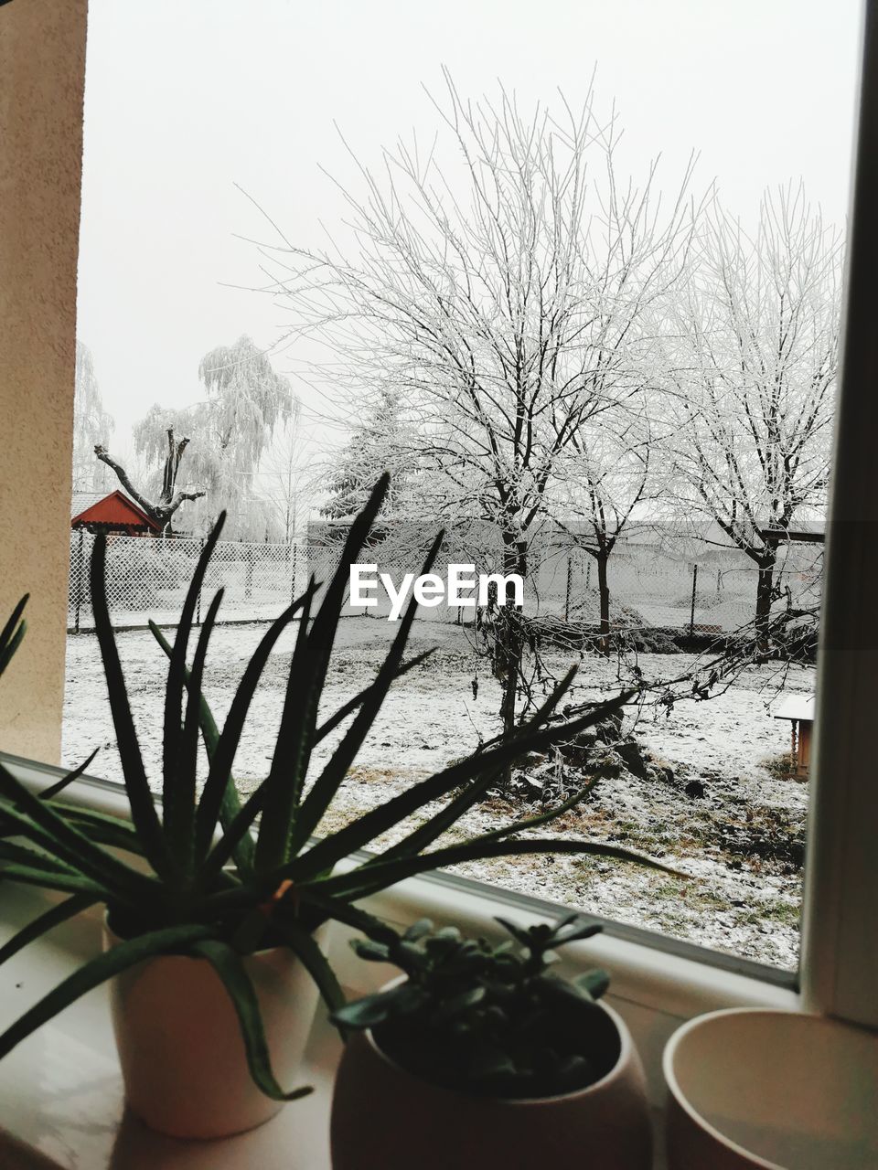 BARE TREES AGAINST SKY SEEN THROUGH WINDOW