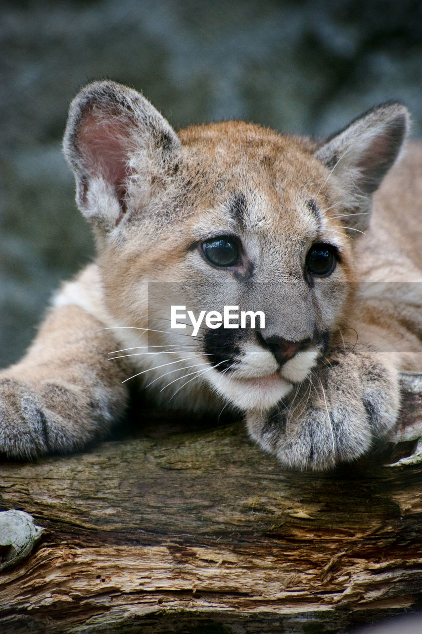 Close-up of puma