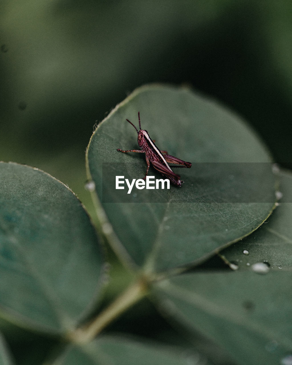 CLOSE-UP OF GRASSHOPPER
