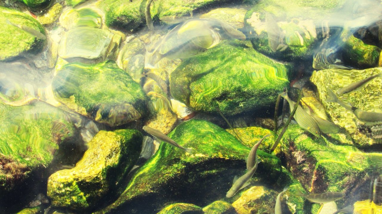 Close-up of fish in pond