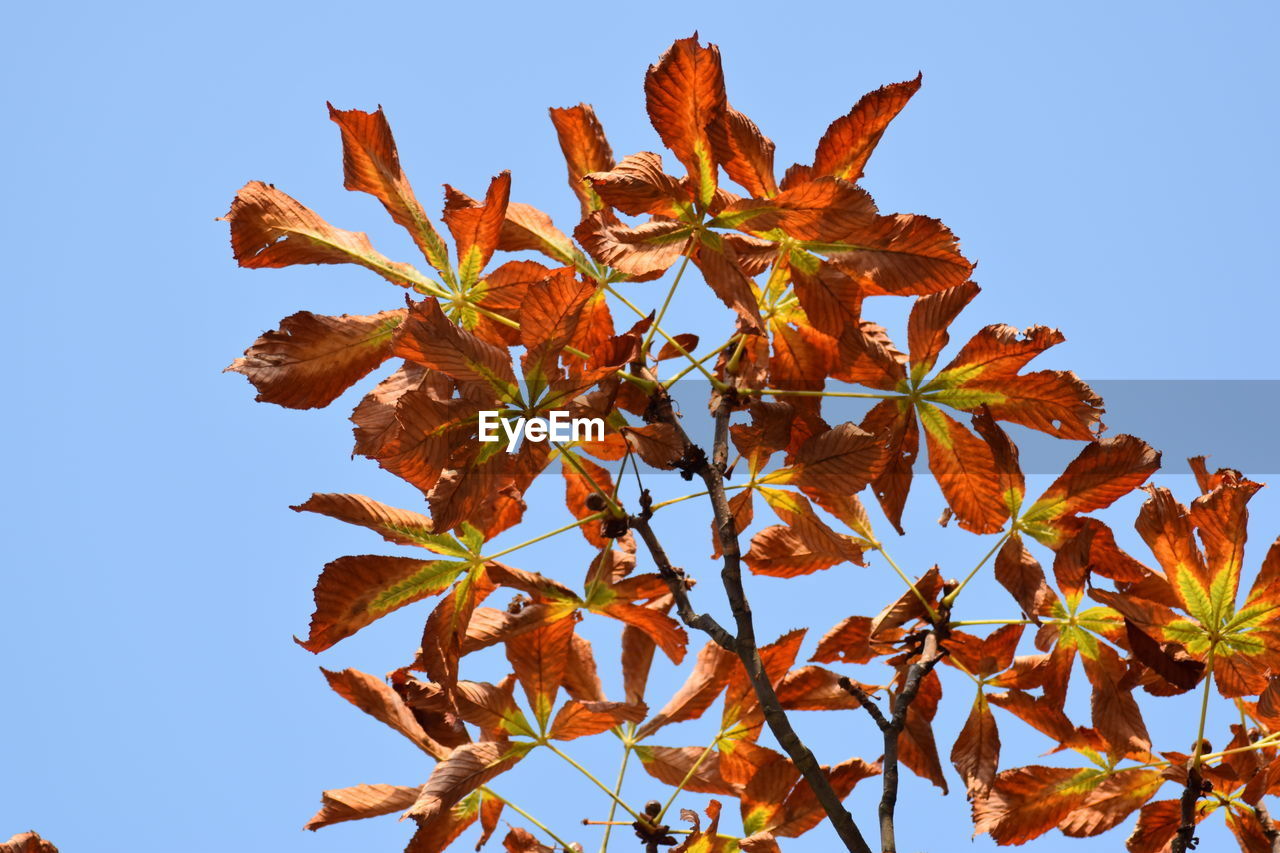 Low angle view of flowering plant against clear blue sky