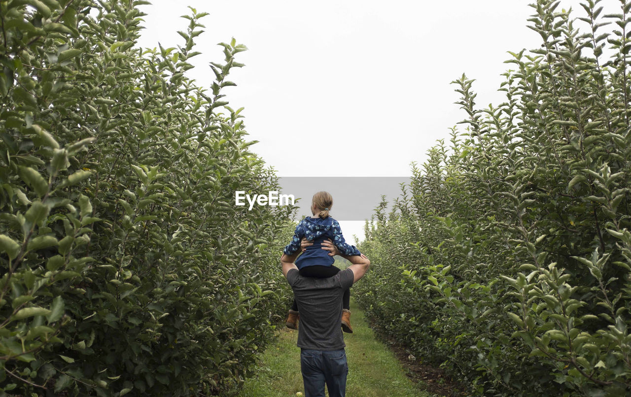 Rear view of father carrying daughter on shoulders while walking in orchard