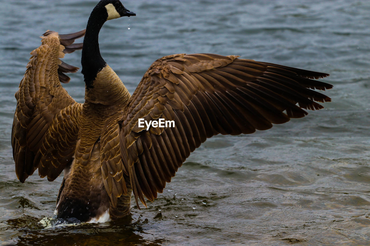 Canada goose with spread wings on lake
