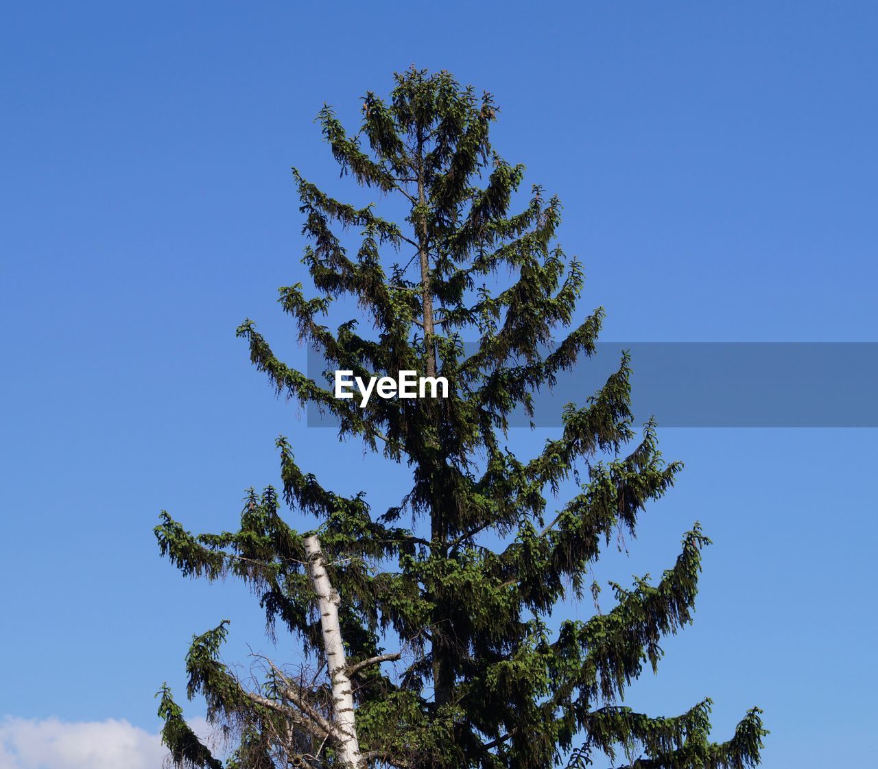 LOW ANGLE VIEW OF PINE TREE AGAINST BLUE SKY