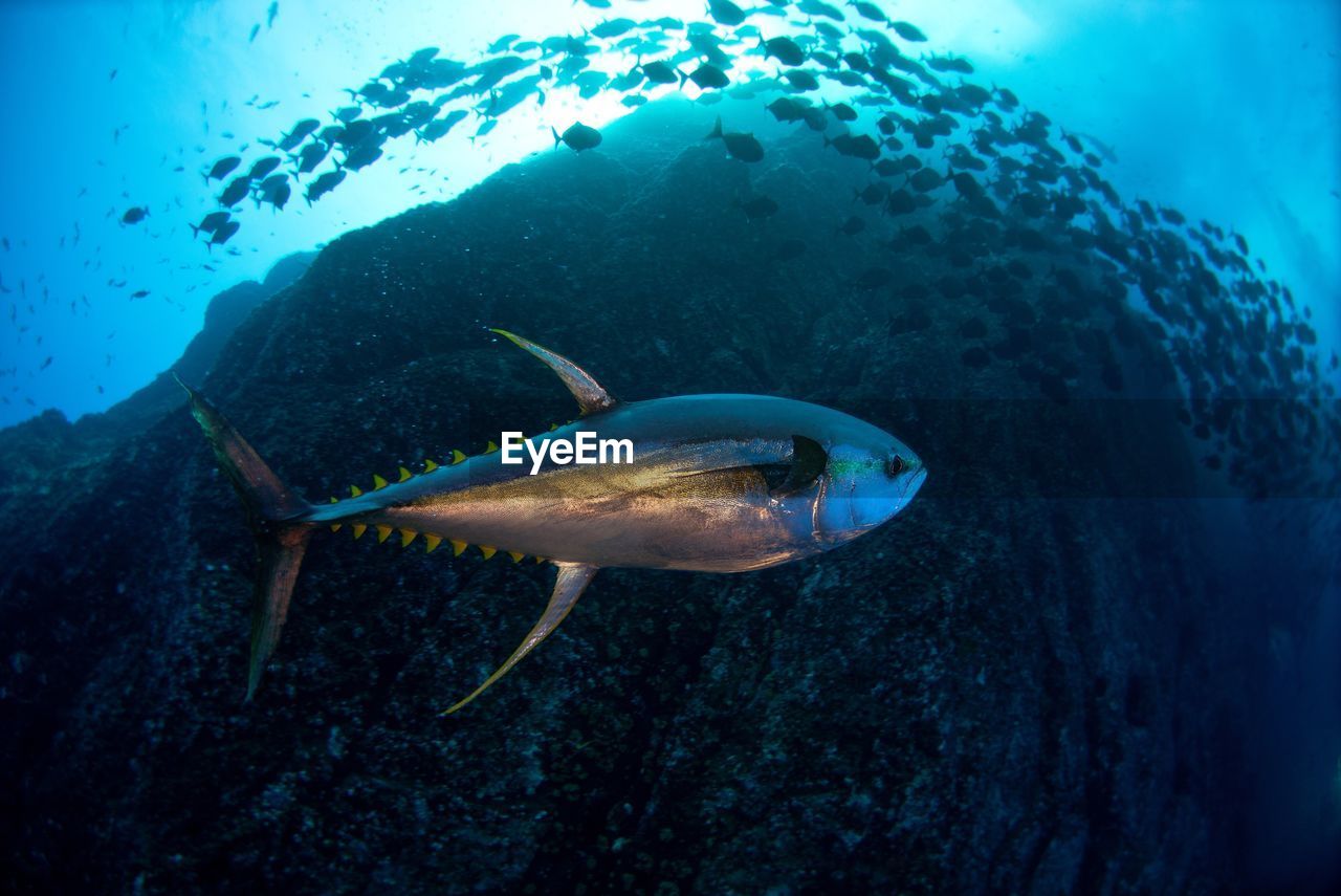 Close-up of fish swimming in sea