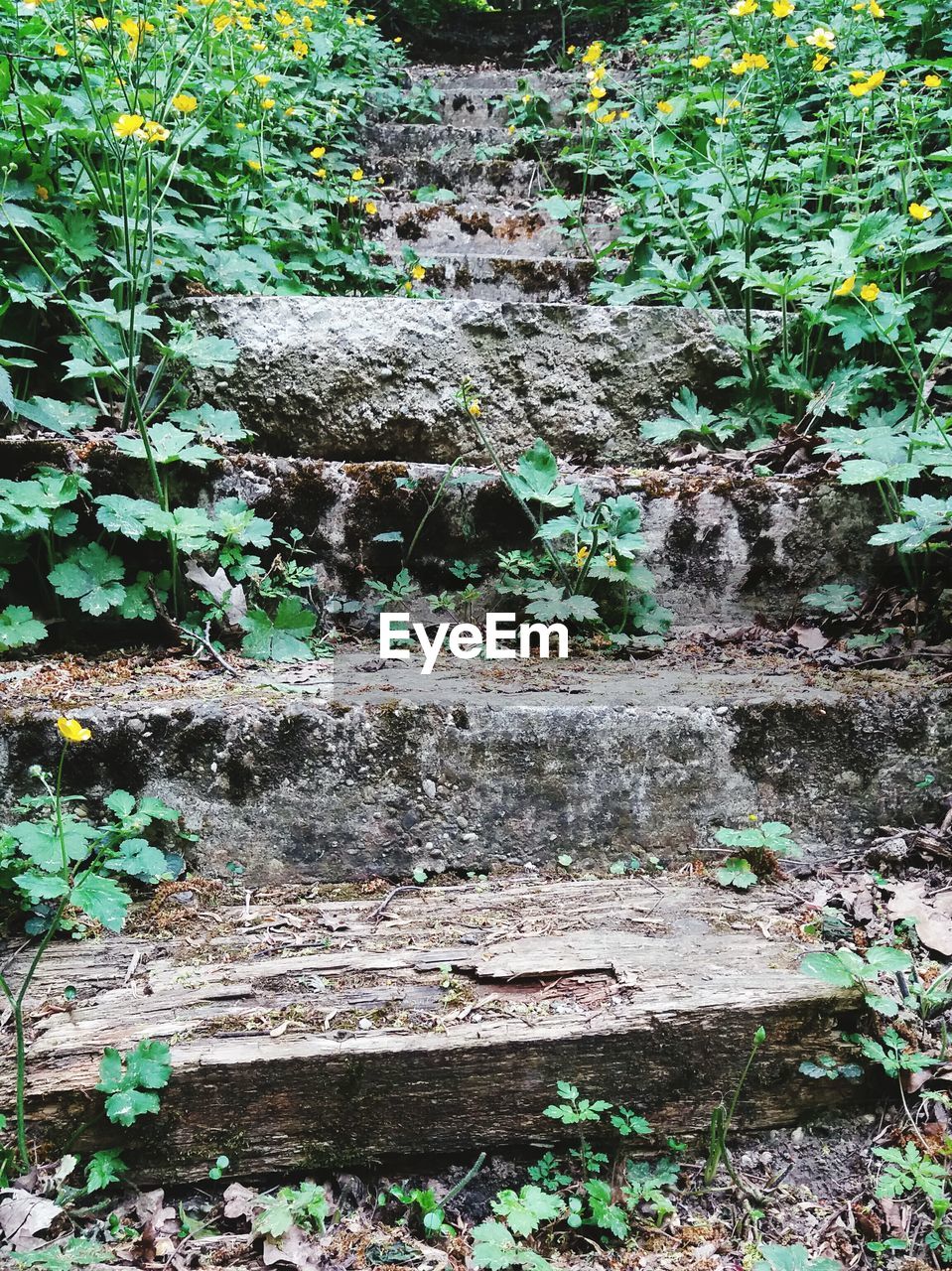 VIEW OF AN ANIMAL ON ROCK