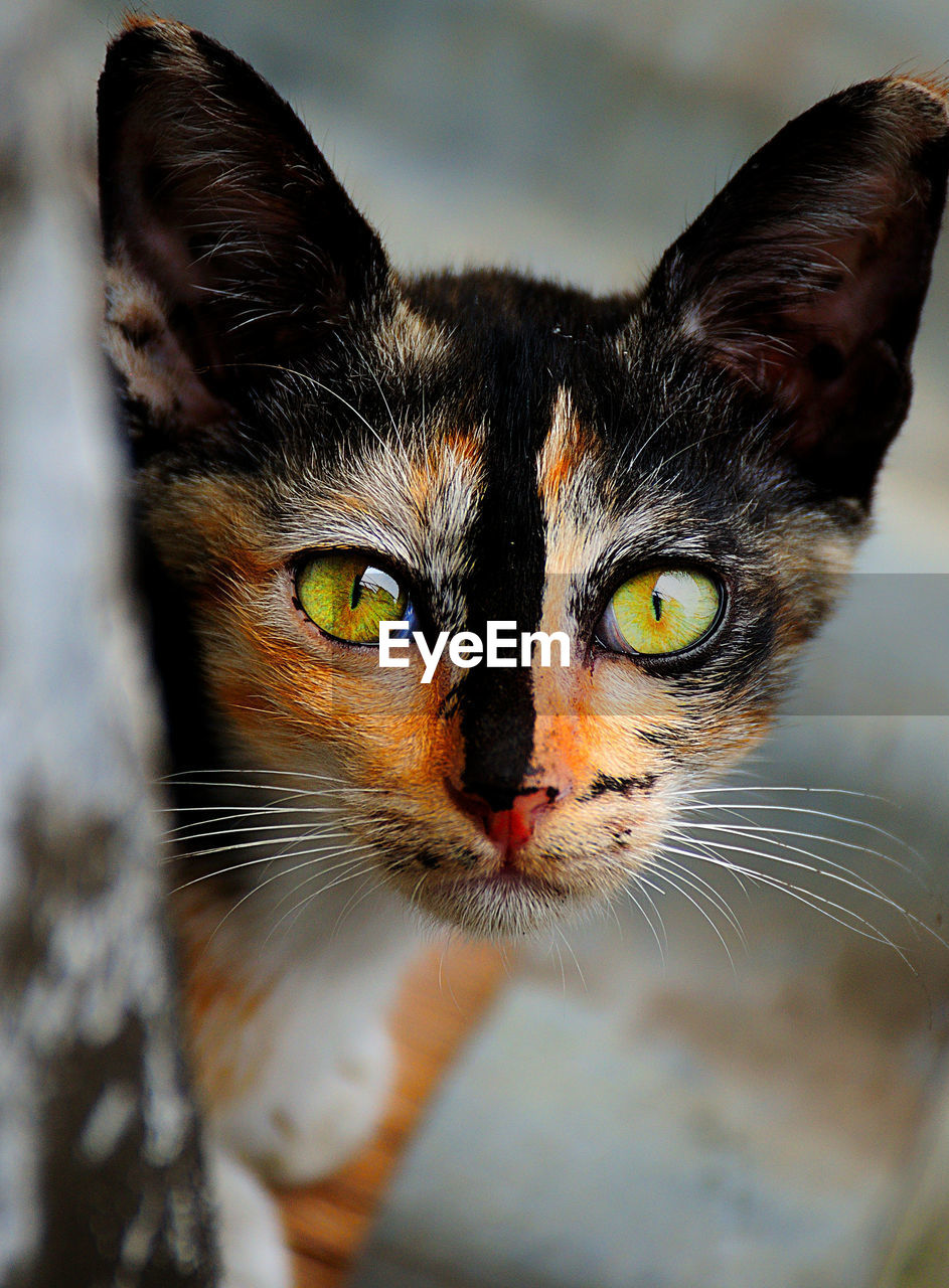 Close-up portrait of a cat