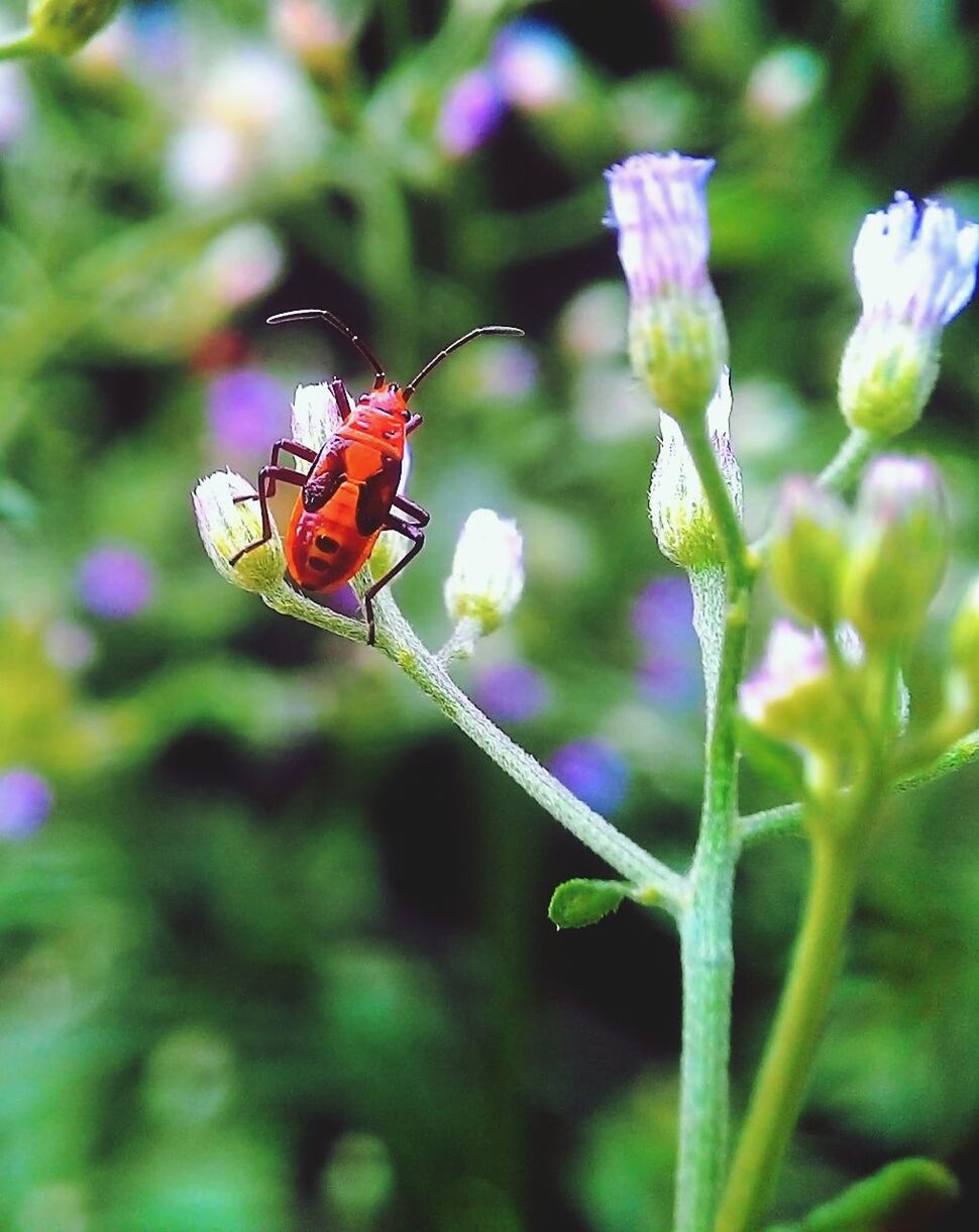 CLOSE-UP OF INSECT POLLINATING ON FLOWER