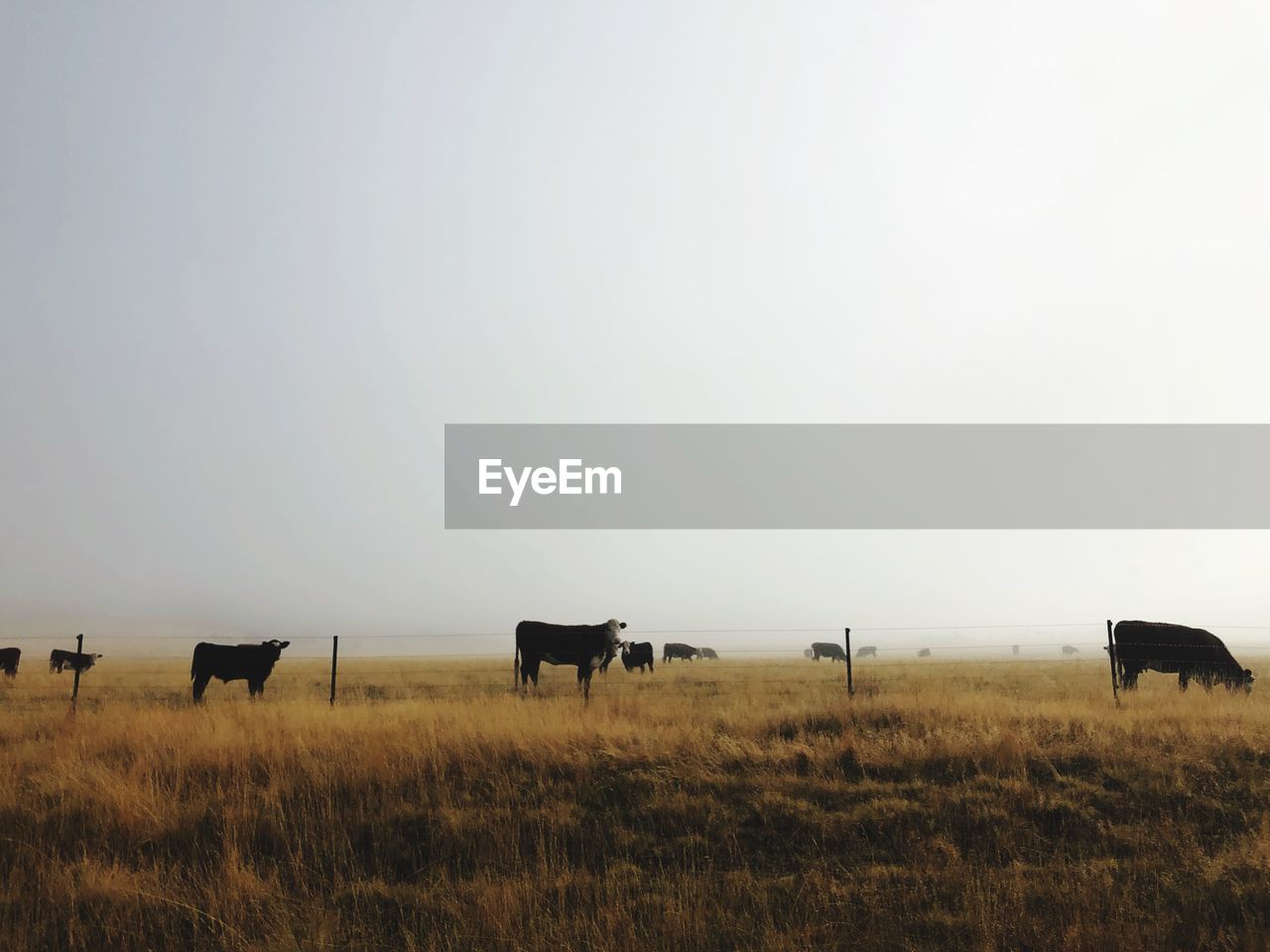 HORSES GRAZING IN THE FIELD