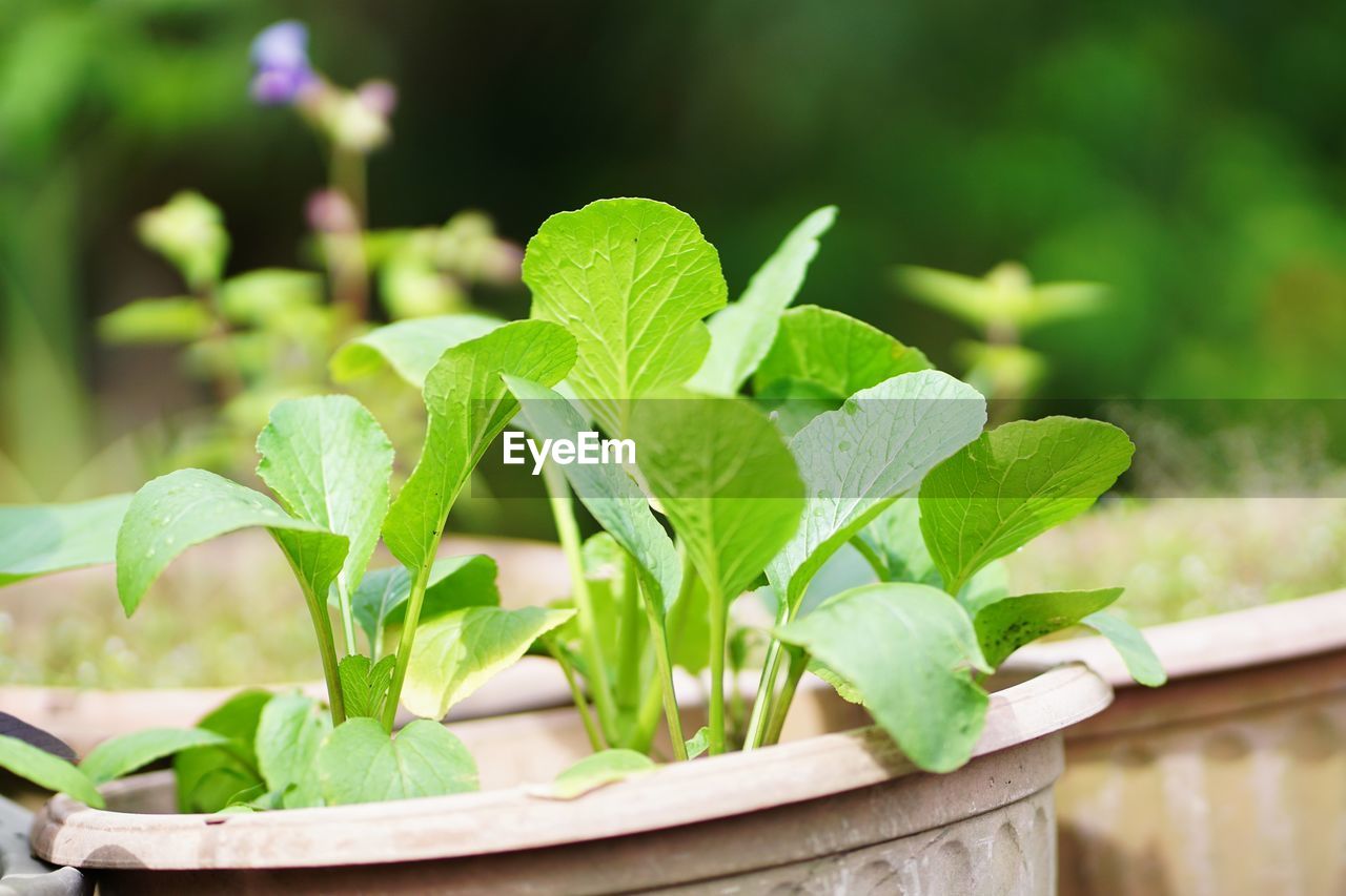 CLOSE-UP OF POTTED PLANT