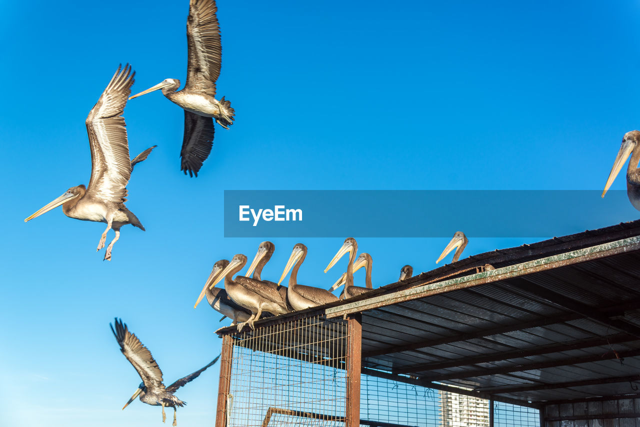 Low angle view of pelicans on roof against clear blue sky