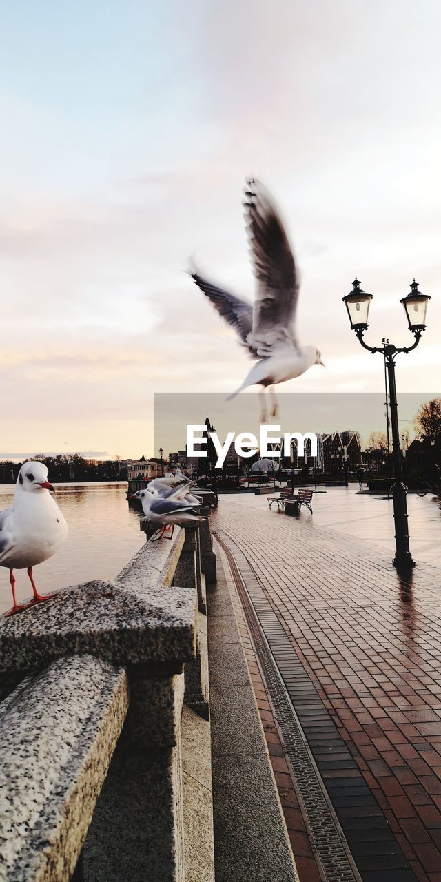 Seagull flying over the sea against sky