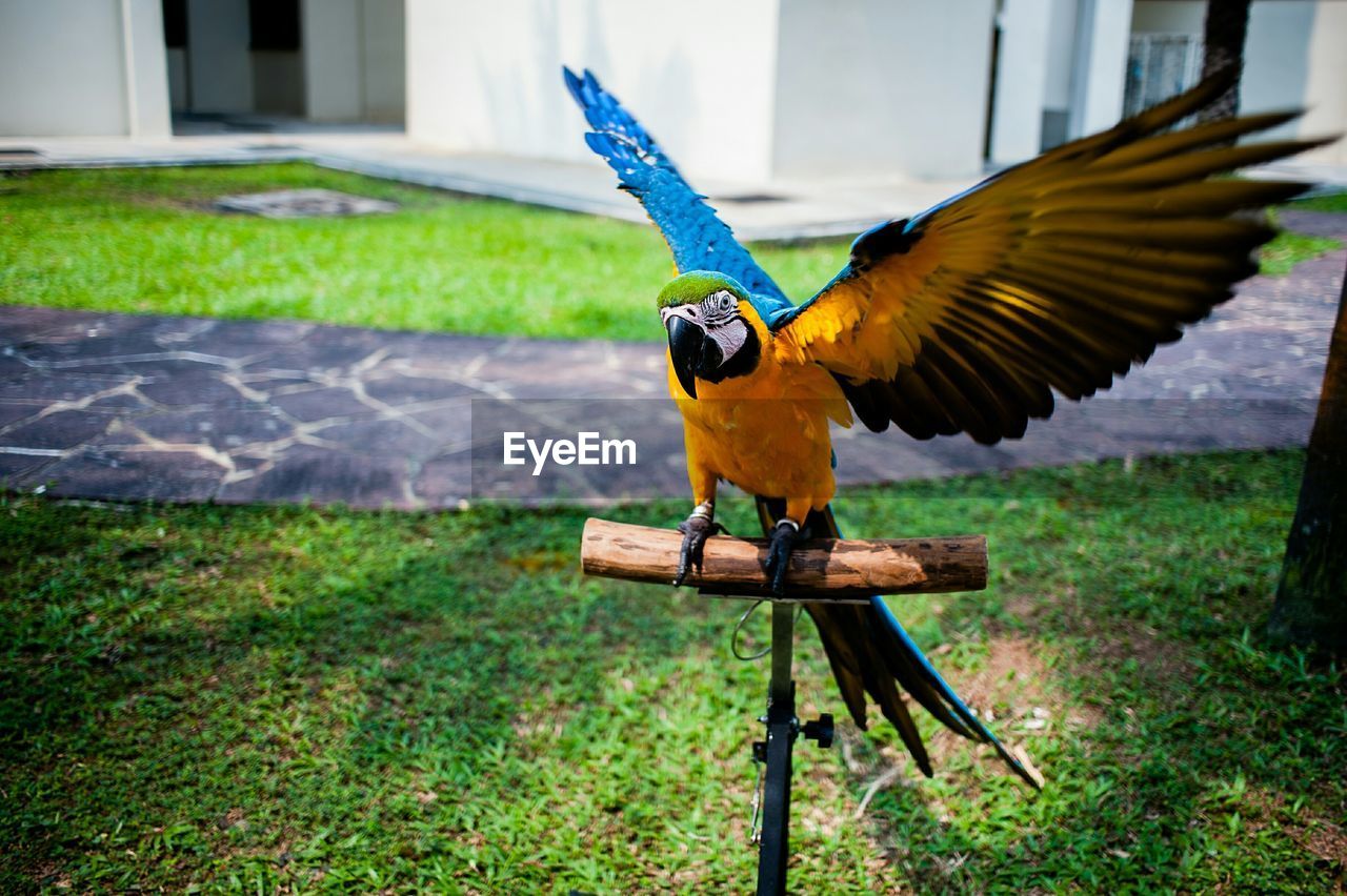 Gold and blue macaw perching on wood