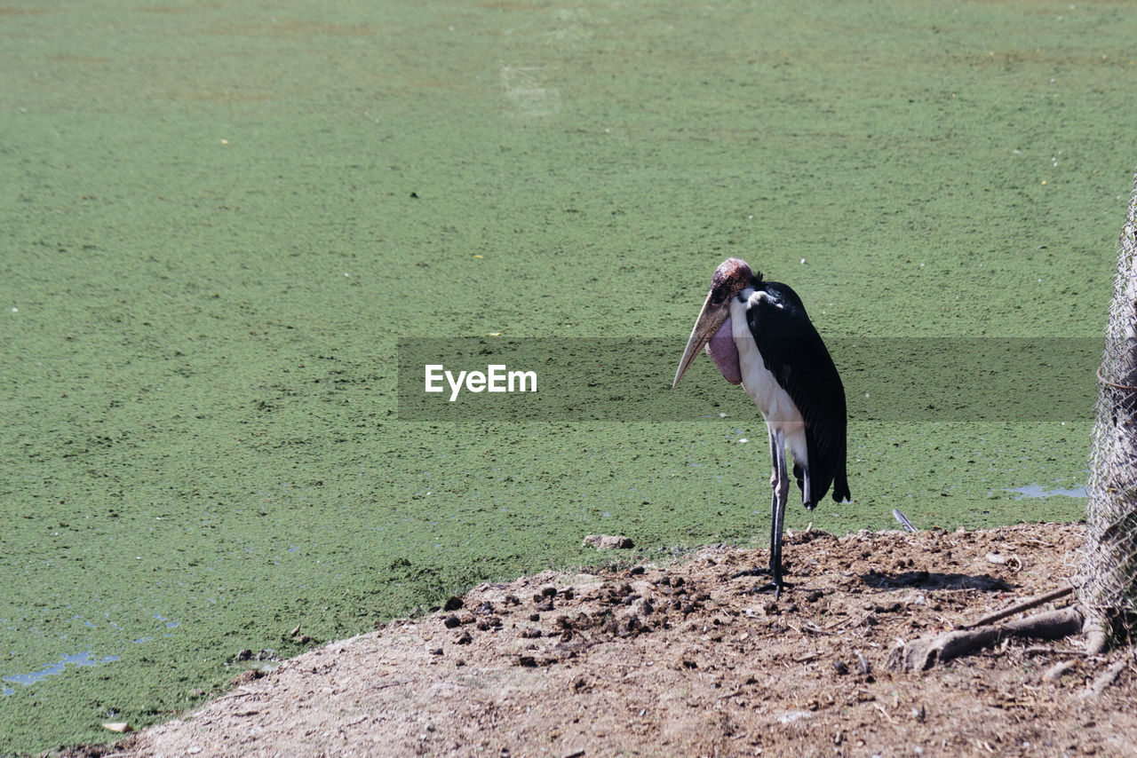 animal, animal themes, bird, animal wildlife, one animal, wildlife, nature, day, land, no people, green, plant, outdoors, field, ciconiiformes, stork, sunlight, full length, grass, standing, high angle view, water