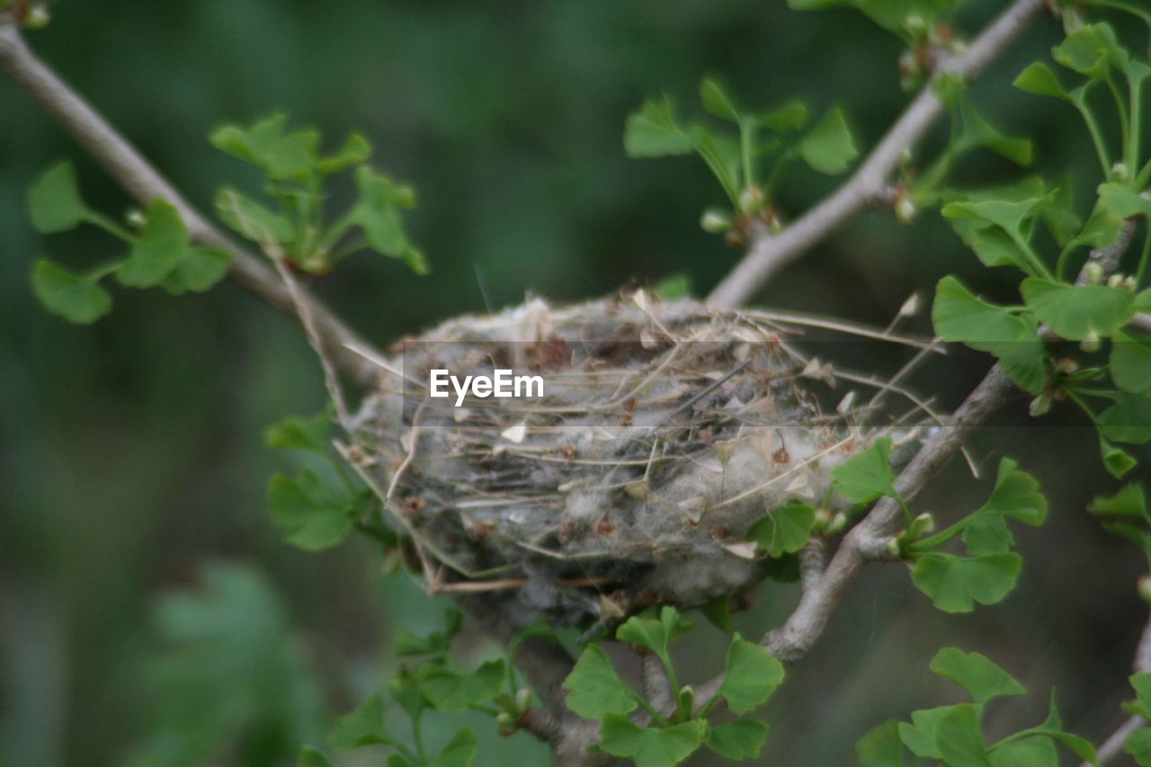 CLOSE-UP OF NEST ON PLANT IN PARK