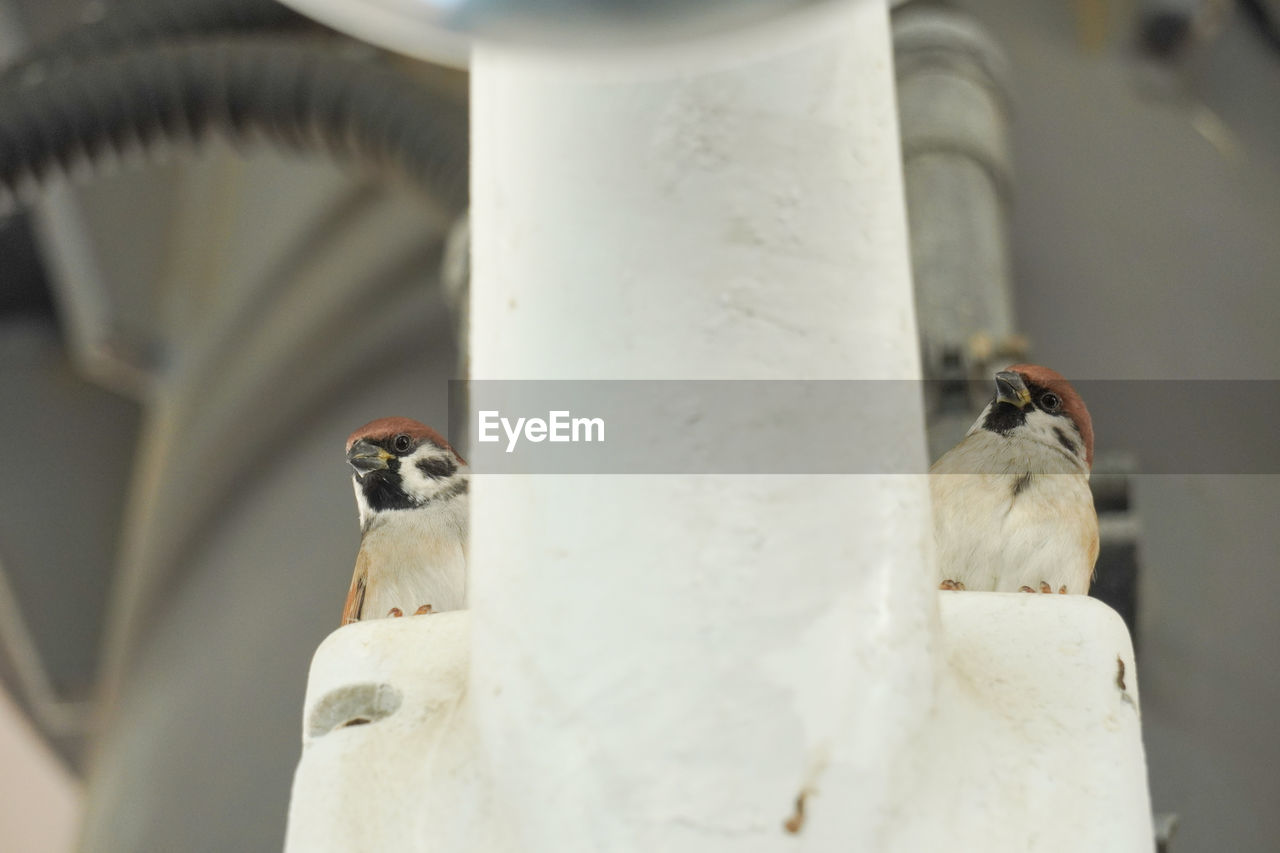 CLOSE-UP OF BIRDS PERCHING ON A BIRD