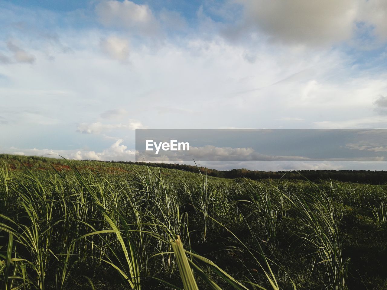 CROPS GROWING ON FIELD AGAINST SKY