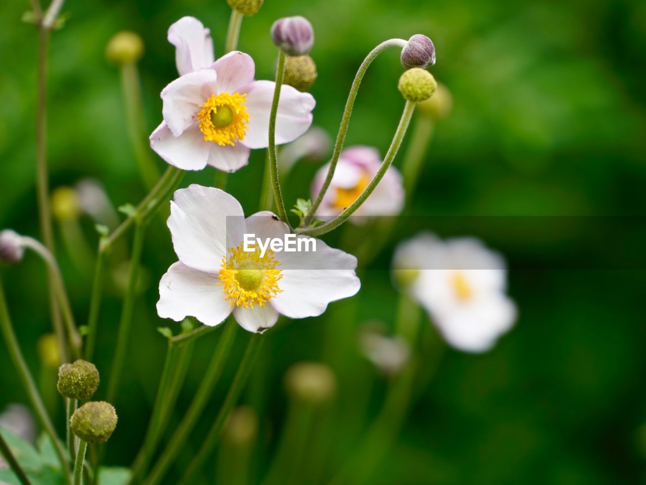 Close-up of white flowering plants