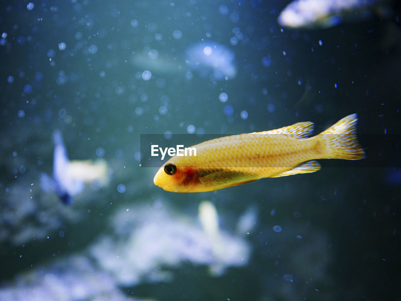 CLOSE-UP OF FISH UNDERWATER IN AQUARIUM