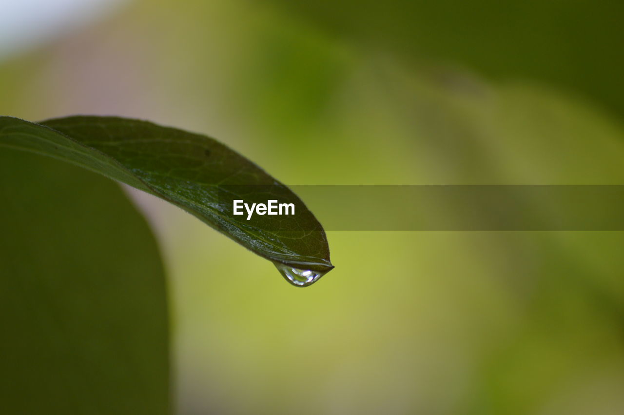 CLOSE-UP OF GREEN INSECT ON LEAF