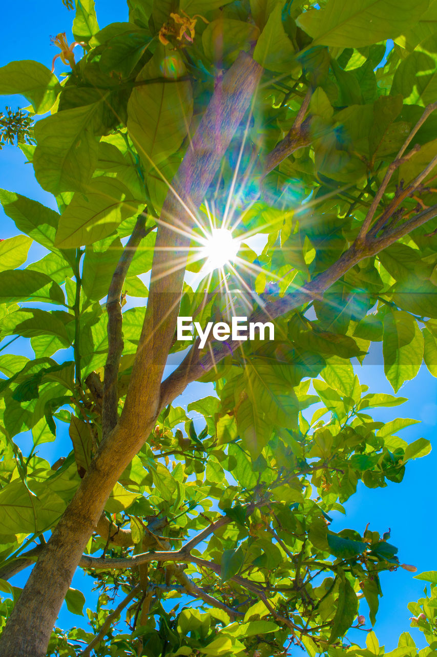 Low angle view of flower tree against sky