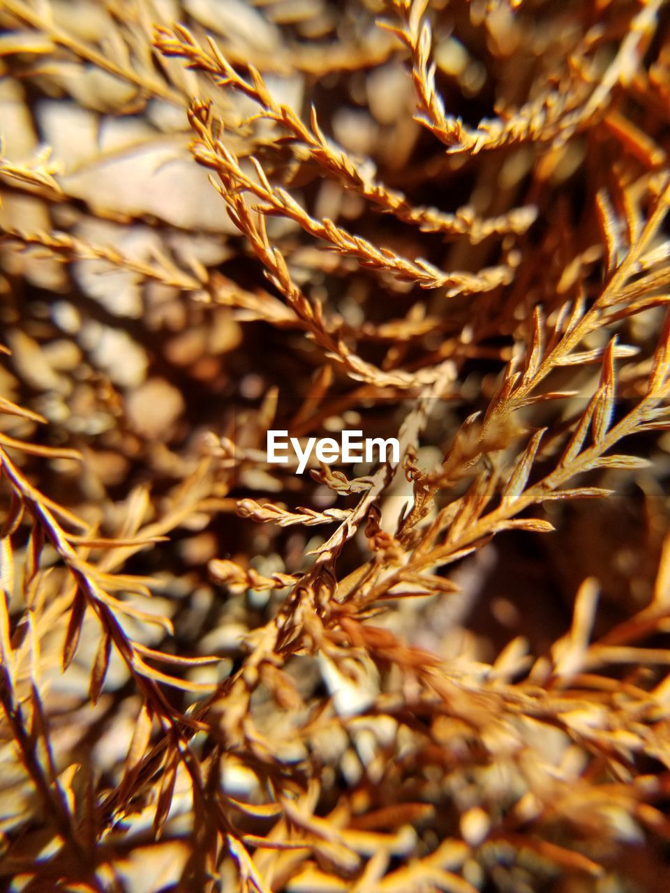 CLOSE-UP OF DRIED PLANTS