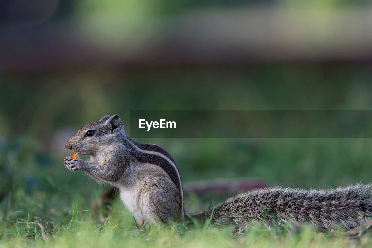 Profile view of chipmunk eating food on grassy field