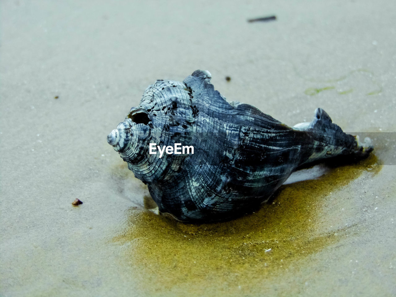 HIGH ANGLE VIEW OF CRAB ON SAND