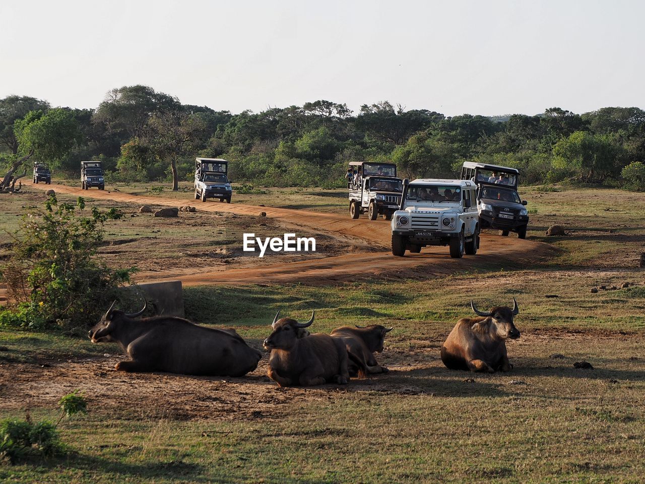 Safari in the beautiful yala nationalpark