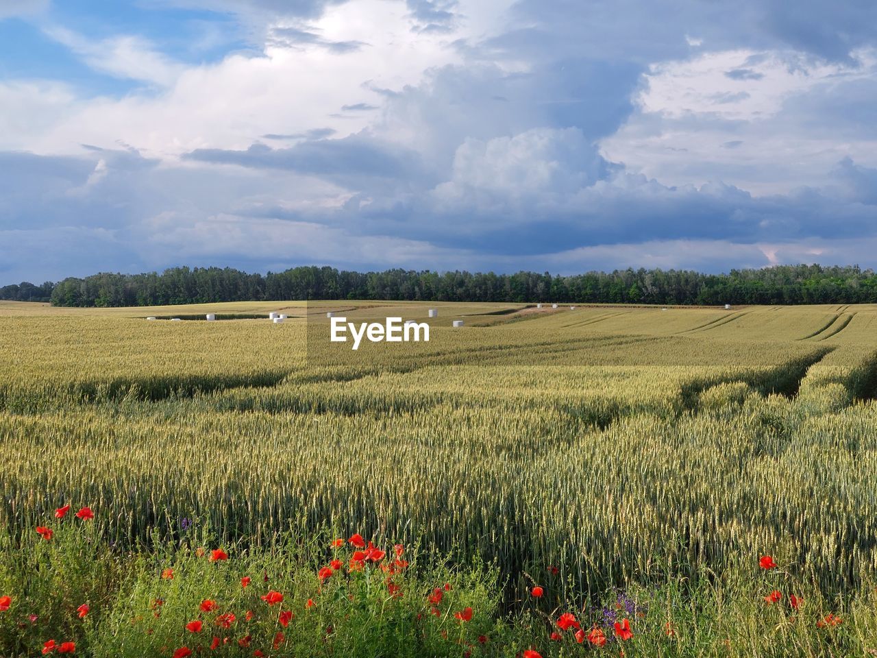 landscape, field, plant, environment, land, sky, cloud, rural scene, agriculture, beauty in nature, nature, grassland, flower, plain, scenics - nature, crop, prairie, flowering plant, growth, horizon, grass, tranquility, cereal plant, farm, no people, red, tranquil scene, barley, steppe, rural area, freshness, meadow, summer, tree, non-urban scene, food, idyllic, blue, abundance, day, natural environment, outdoors, sunlight, poppy, horizon over land, springtime, social issues, pasture, food and drink, wildflower, environmental conservation, multi colored, urban skyline, hill, cloudscape, fragility, sunset, yellow, travel, green, dramatic sky, corn