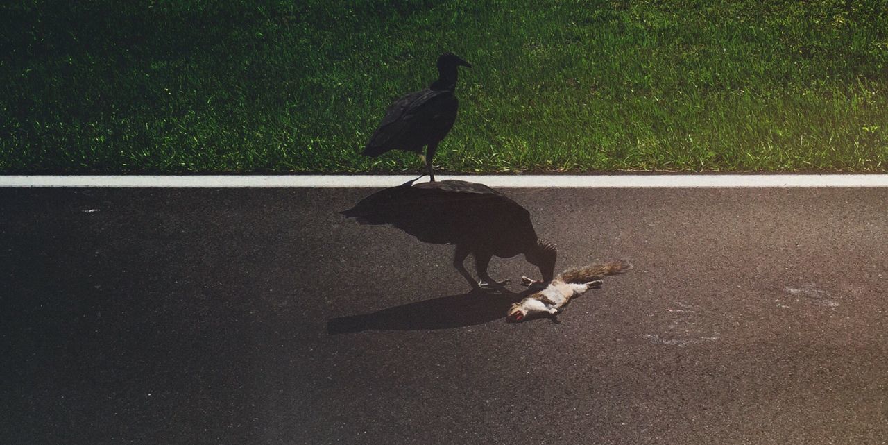 High angle view of birds feeding on dead squirrel on road