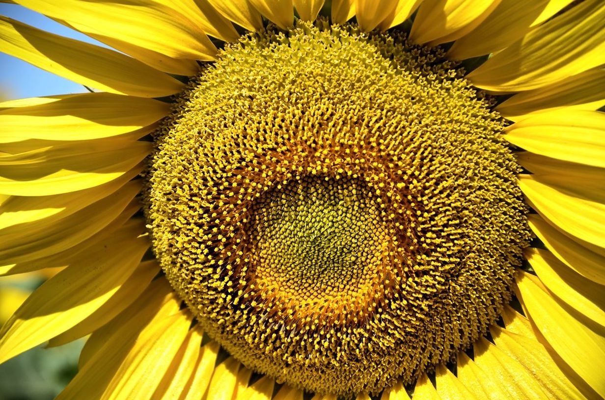 CLOSE-UP OF SUNFLOWER AGAINST BLURRED BACKGROUND