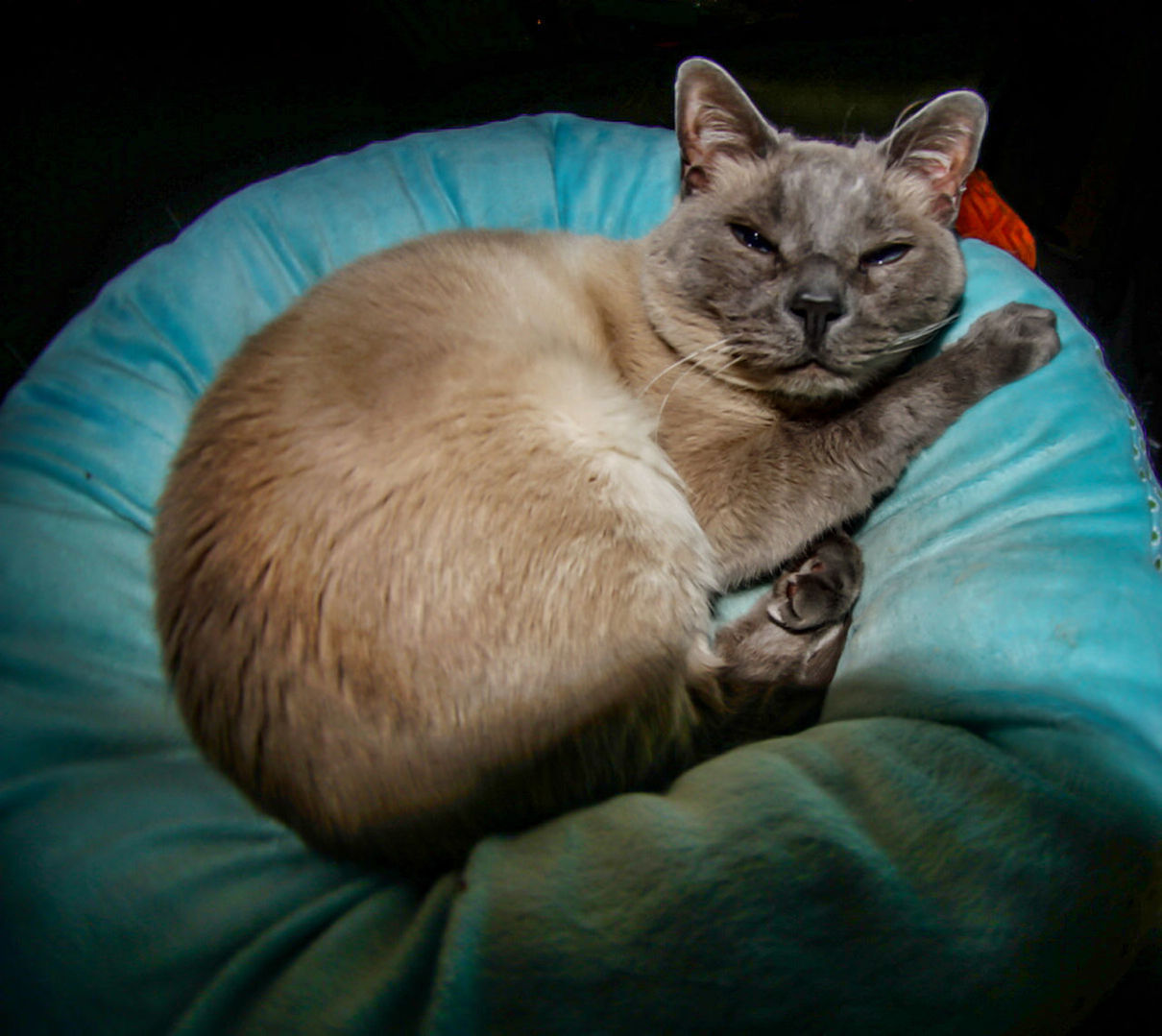 PORTRAIT OF CAT RESTING ON BED