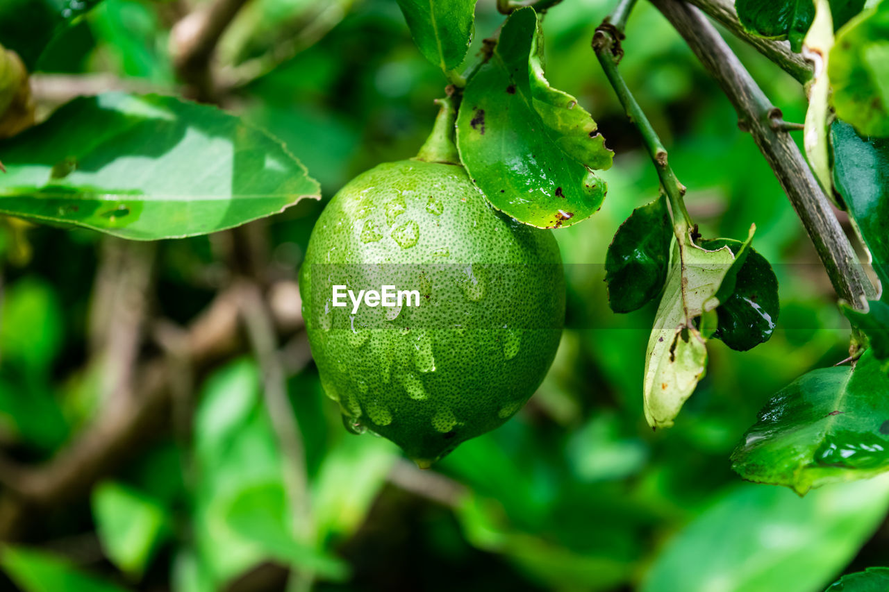 CLOSE-UP OF FRUIT ON TREE