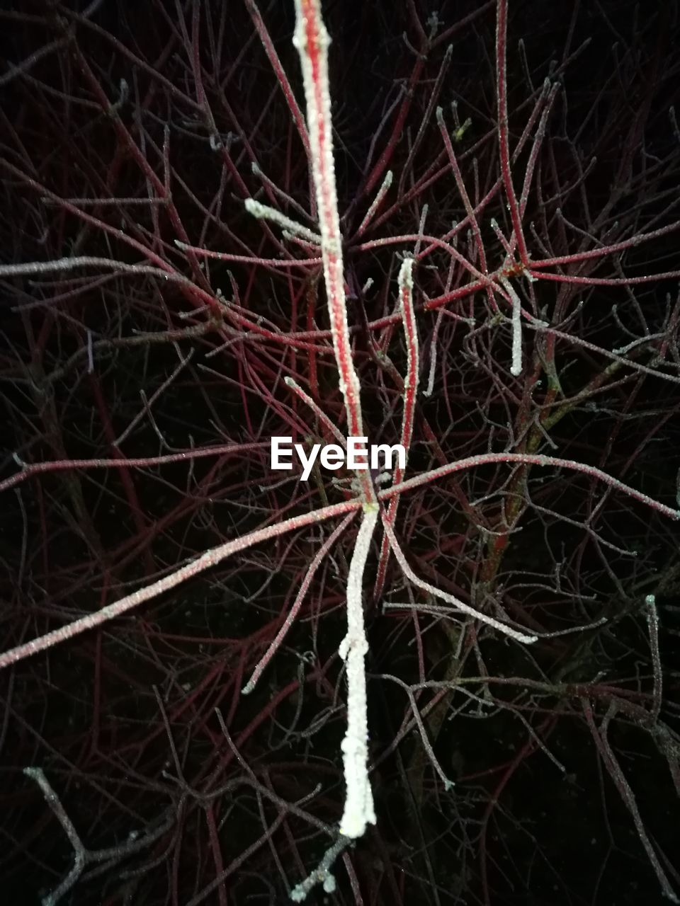 CLOSE-UP OF BARE TREE BRANCHES AGAINST BLACK BACKGROUND