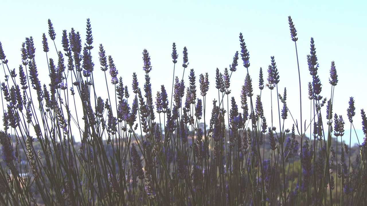 Plants growing in field