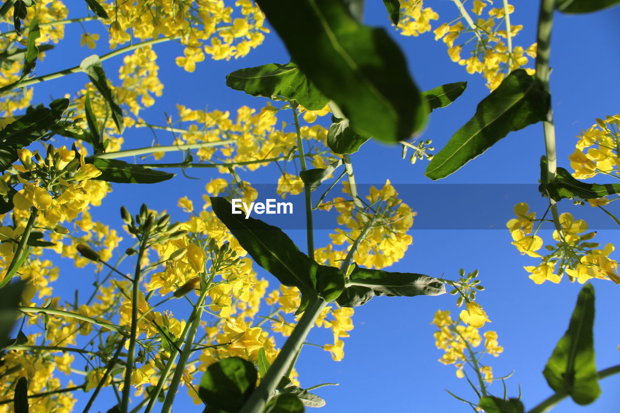 LOW ANGLE VIEW OF YELLOW FLOWERING PLANTS AGAINST SKY