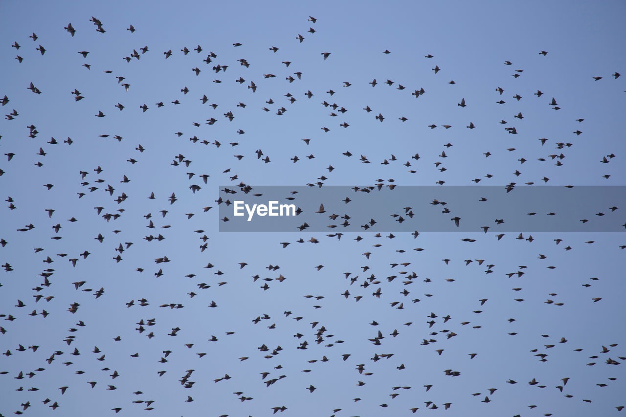 Low angle view of birds flying in clear sky