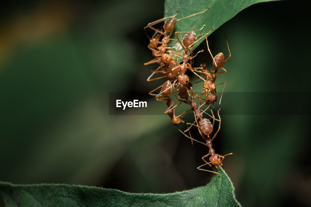 Close-up of ants on plant