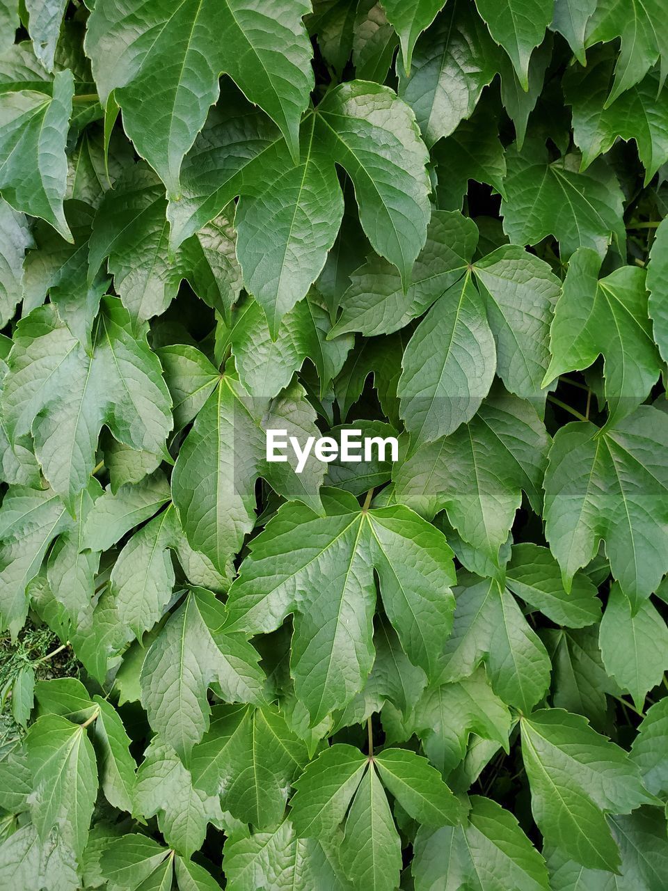 HIGH ANGLE VIEW OF LEAVES