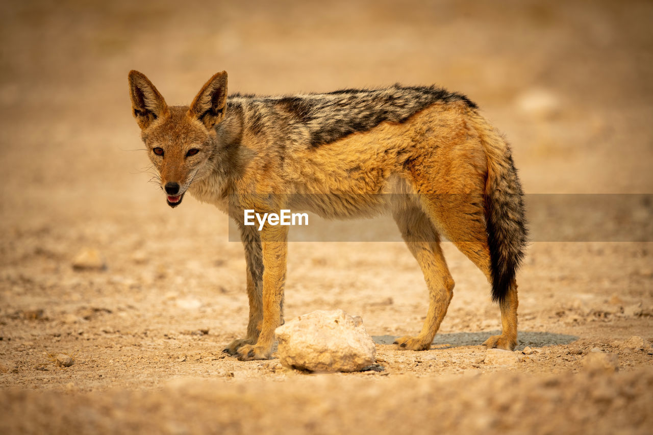 Black-backed jackal stands lowering head on gravel