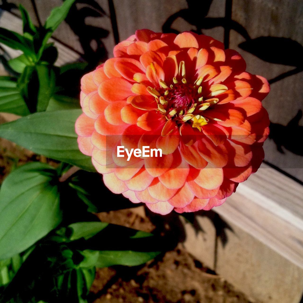 CLOSE-UP OF ORANGE GERBERA BLOOMING OUTDOORS