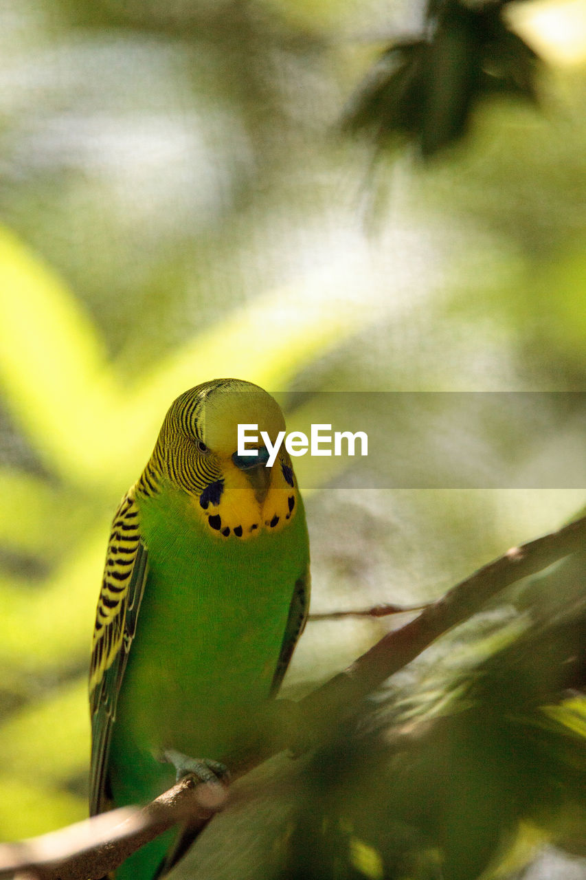 Green and yellow budgie bird melopsittacus undulatus perches in a tree.