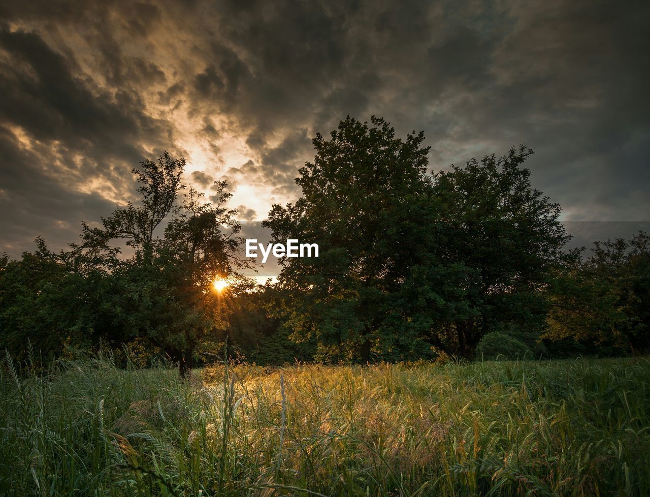 Trees on grassy field during sunset